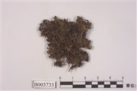 藏品(短頸苔屬)的圖片